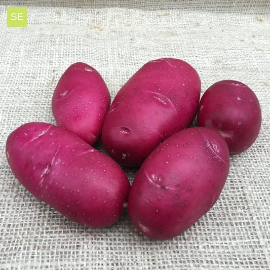Seed Potatoes: Lily Rose