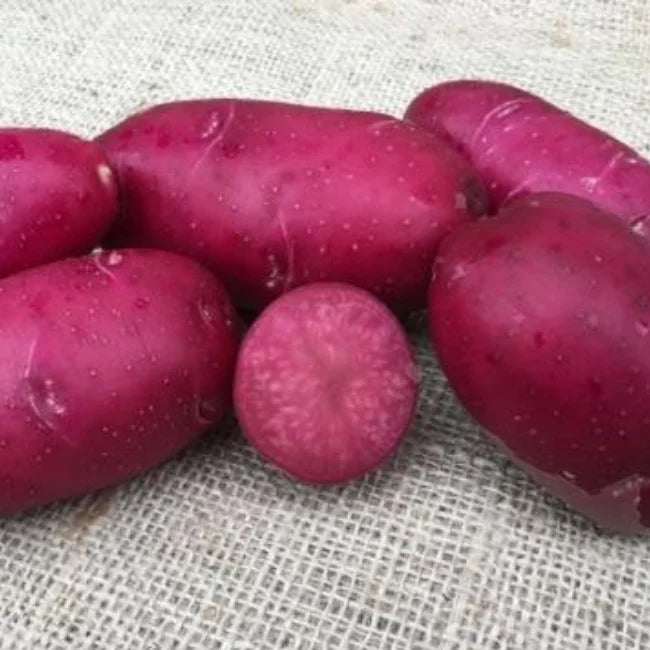 Seed Potatoes: Lily Rose