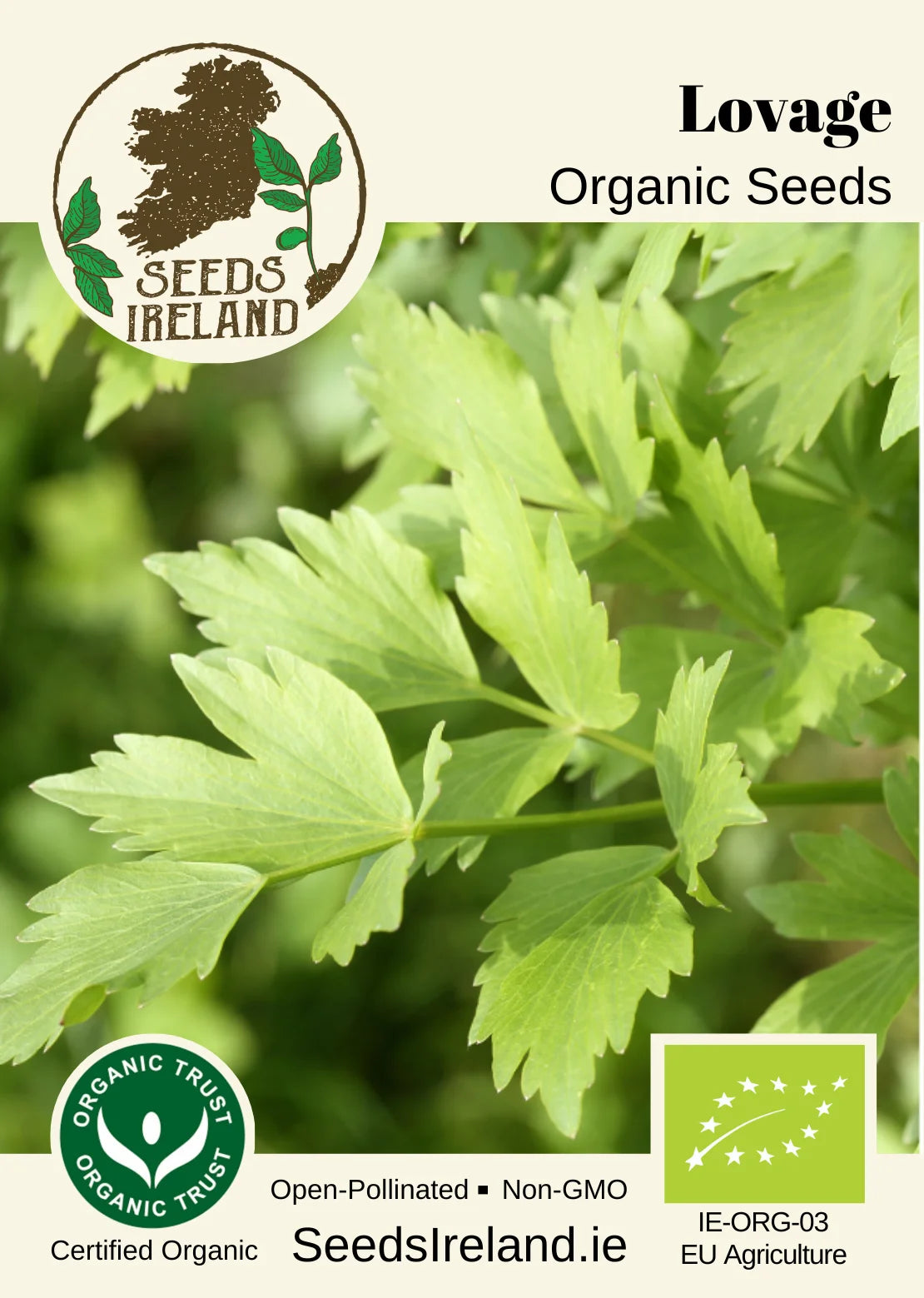Lovage Organic Seed