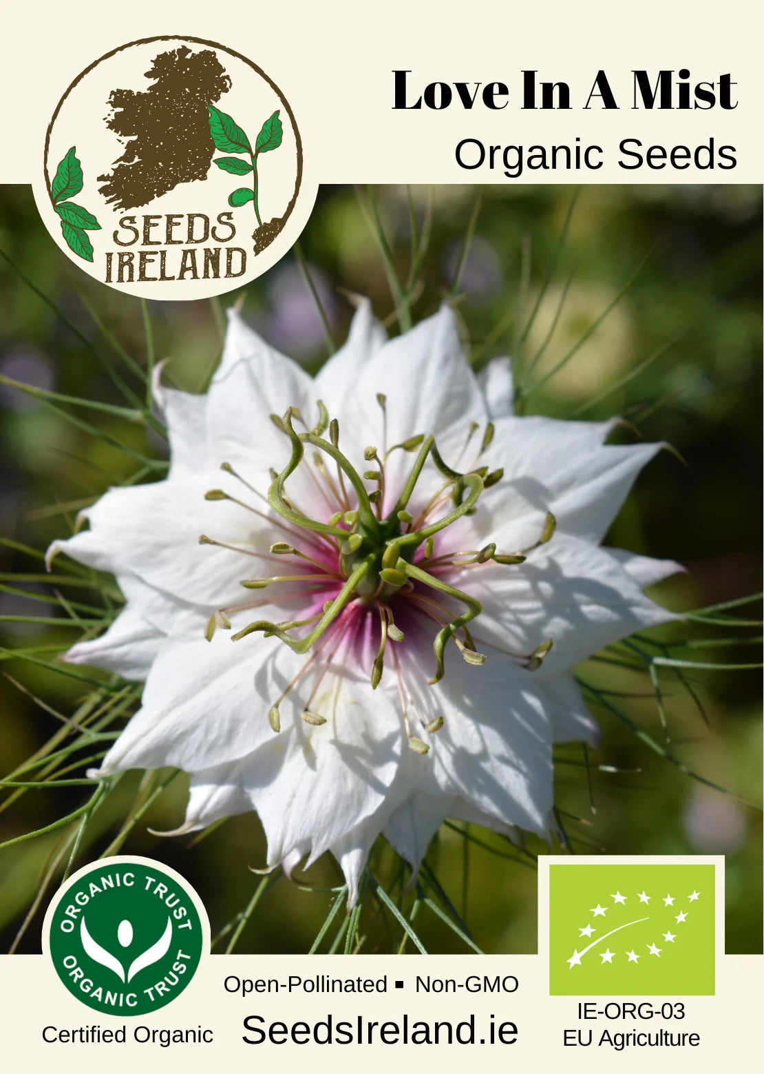 Love In A Mist Organic Seed