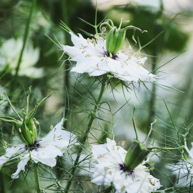 Love in a Mist