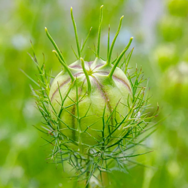 Love in a Mist