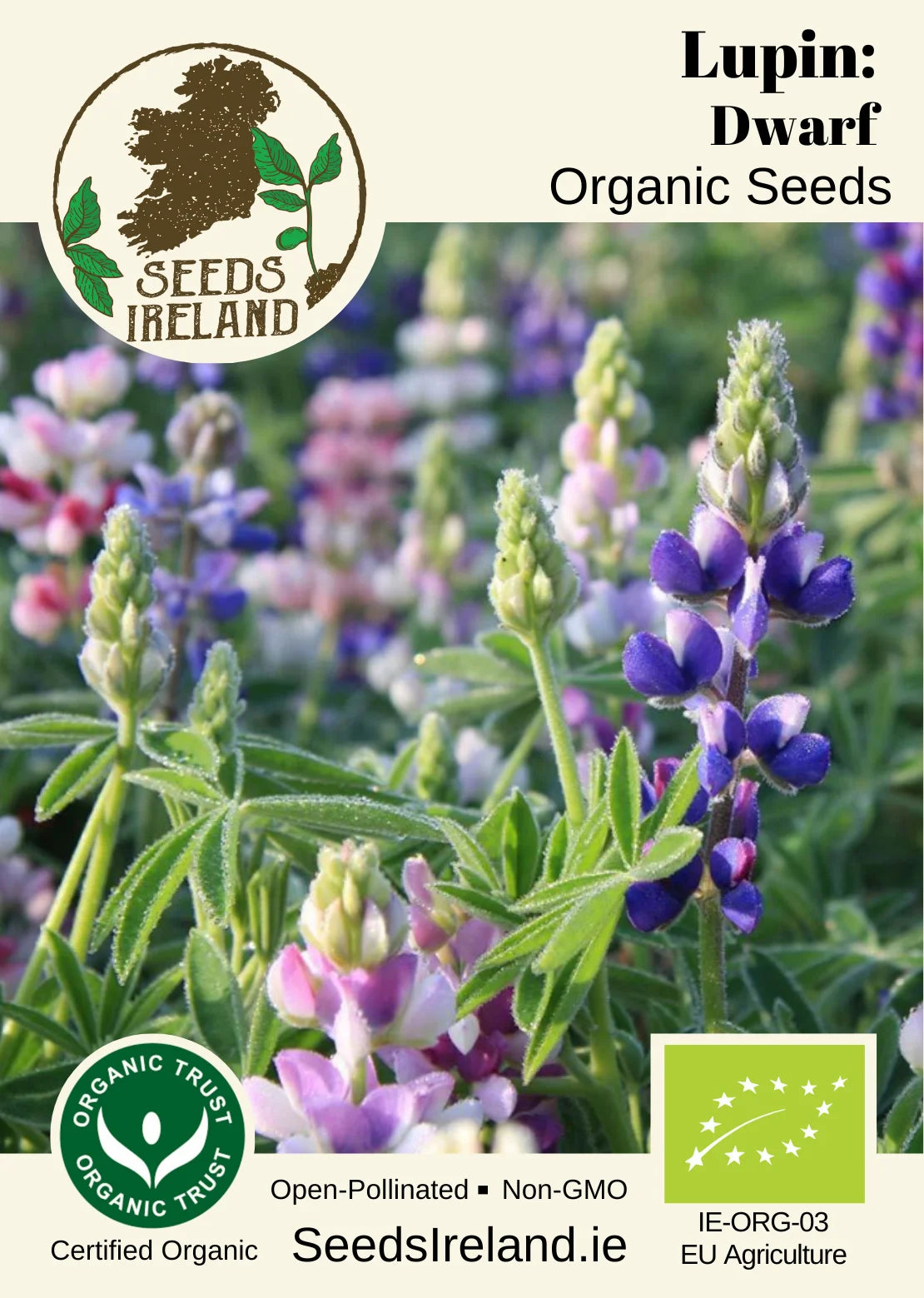 Lupin: Dwarf Organic Seed