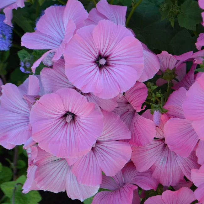 Mallow Annual