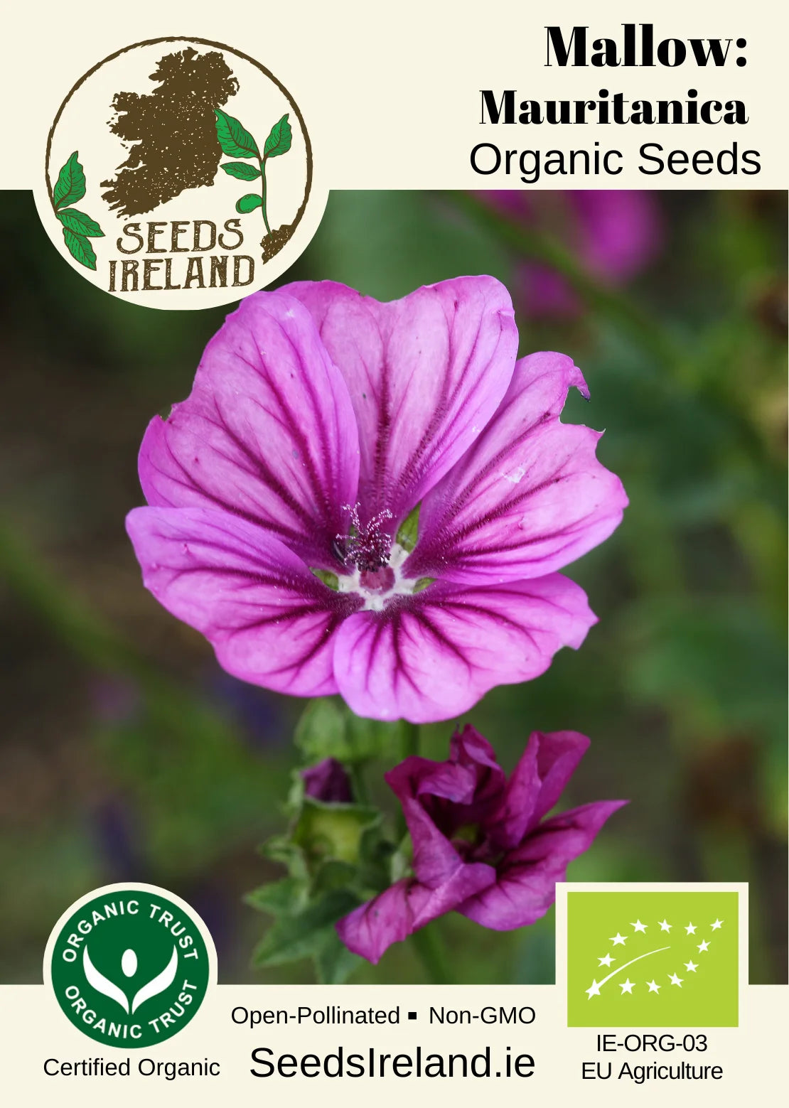 Mallow: Mauritanica Organic Seed
