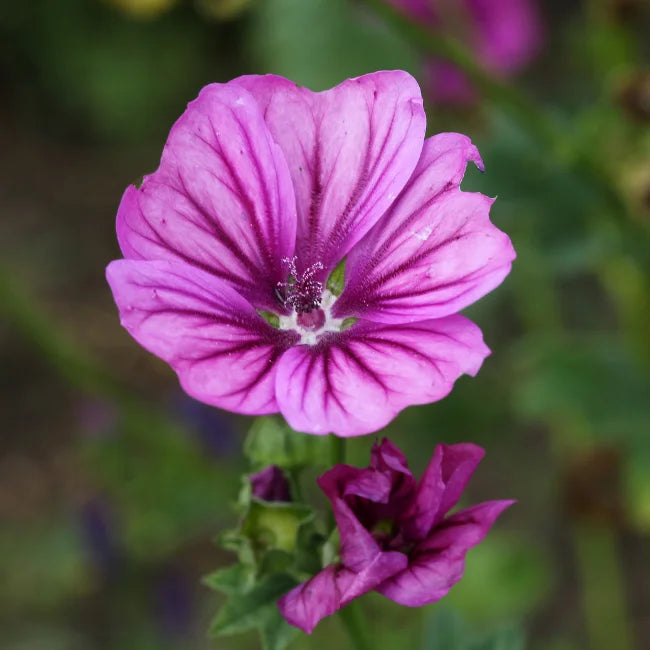 Mallow Mauritianica