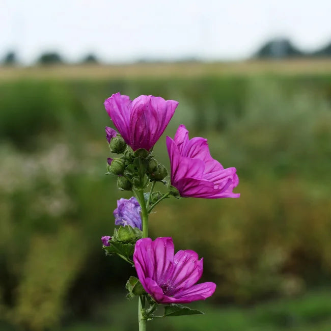 Mallow Mauritianica