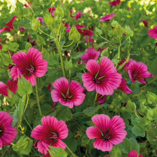 Malope: Red Queen Organic Seed