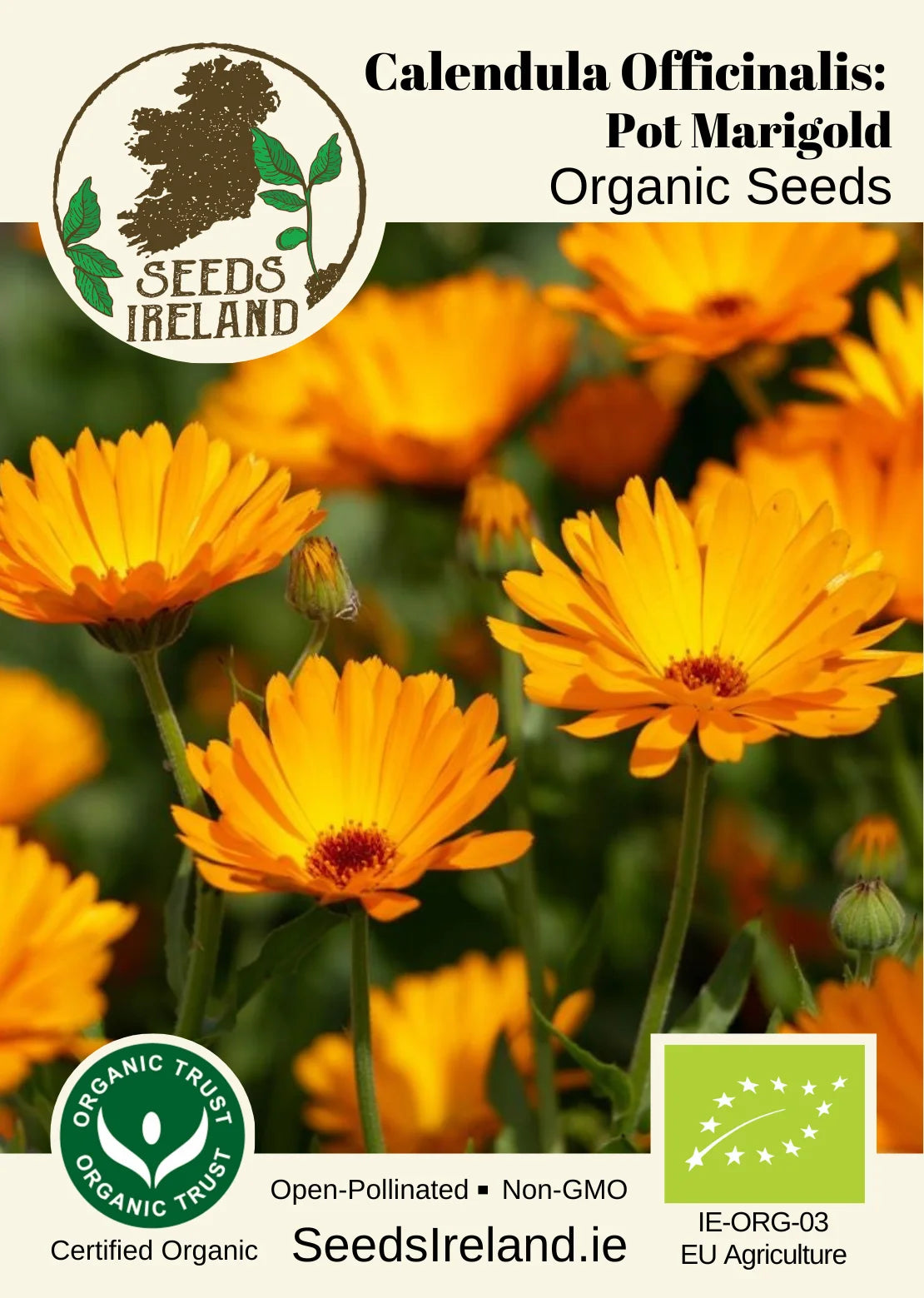 Calendula Officinalis: Pot Marigold Organic Seed