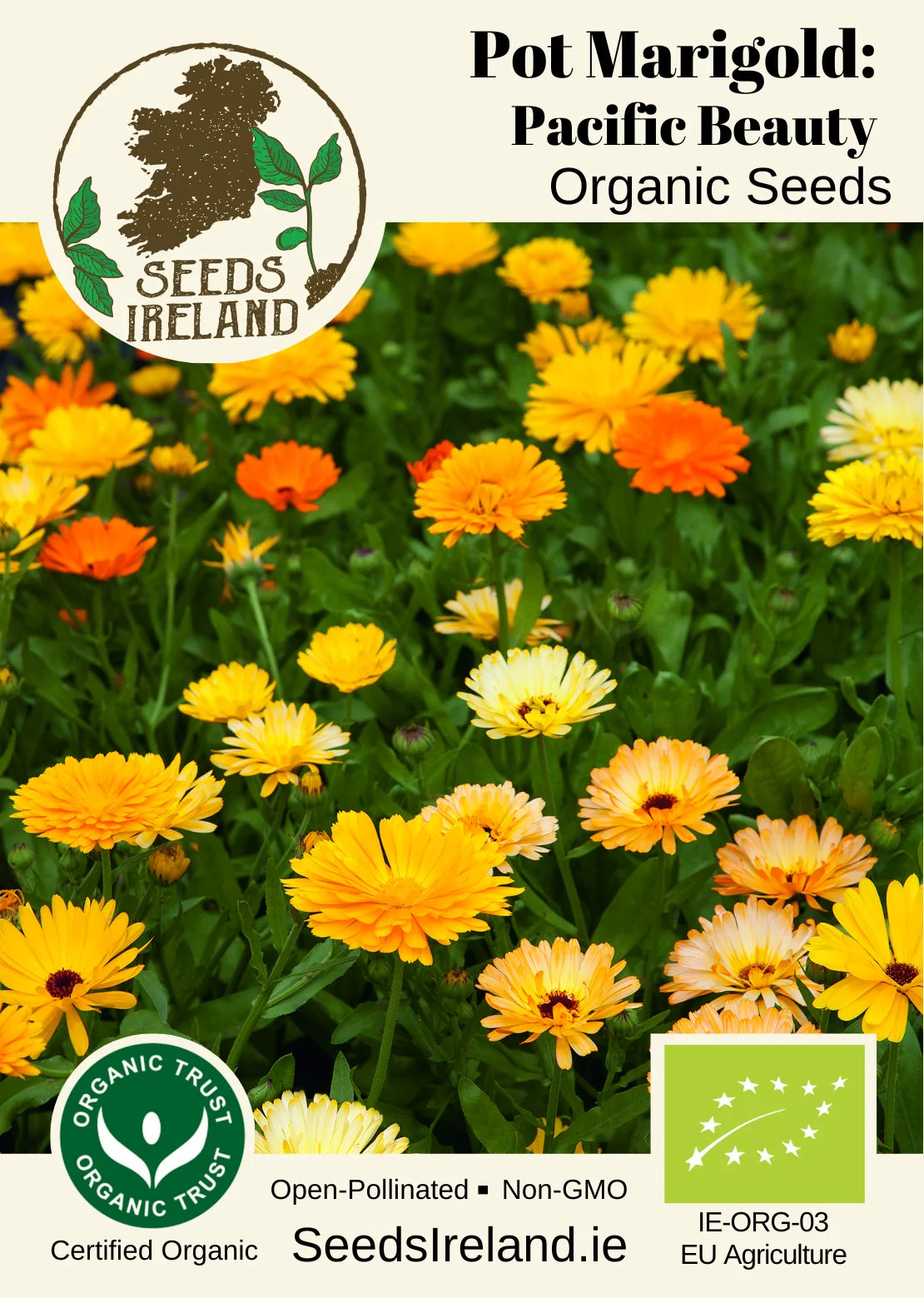 Pot Marigold: Pacific Beauty Organic Seed