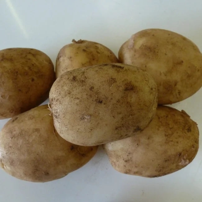 Seed Potatoes: Maris Peer - Autumn Planting For Christmas Harvest