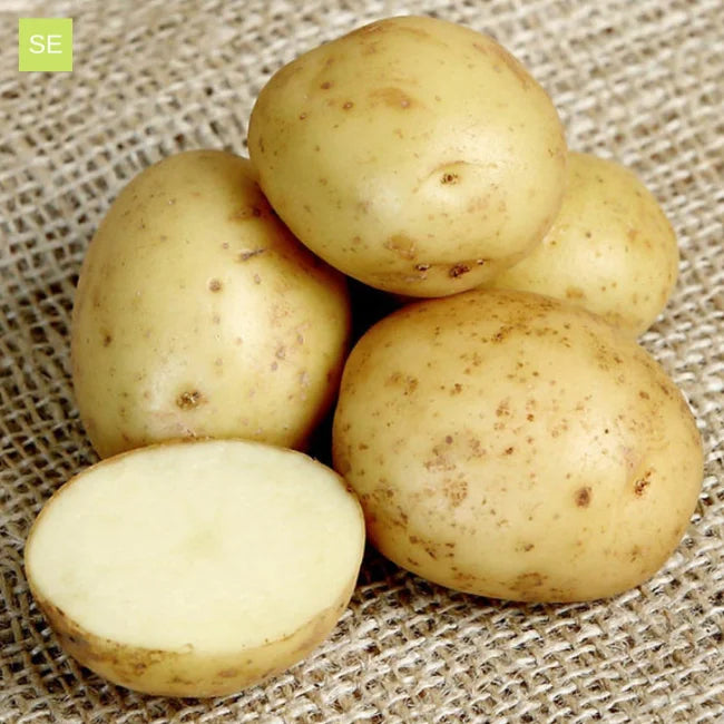 Seed Potatoes: Maris Peer
