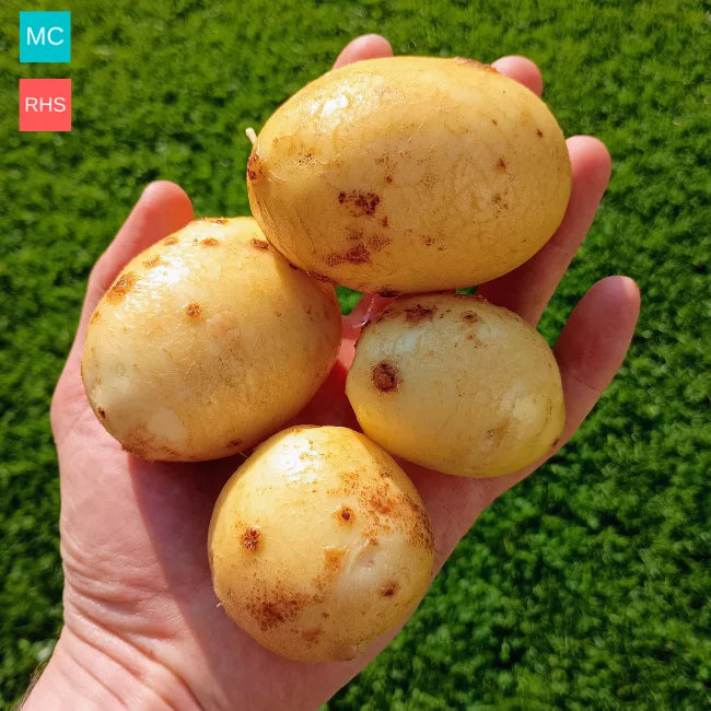 Maris Piper Seed Potatoes Main Crop Seeds Ireland