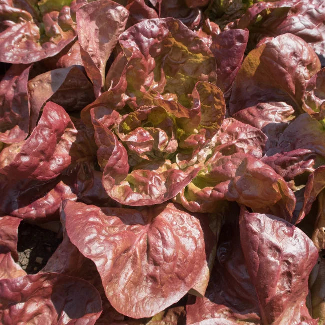 Marvel Of 4 Seasons Lettuce