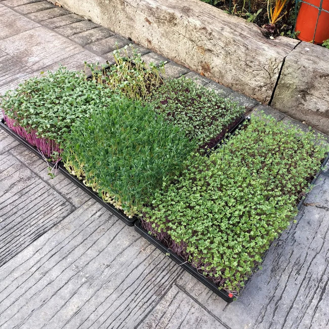 6 x Different organic microgreen seed varieties