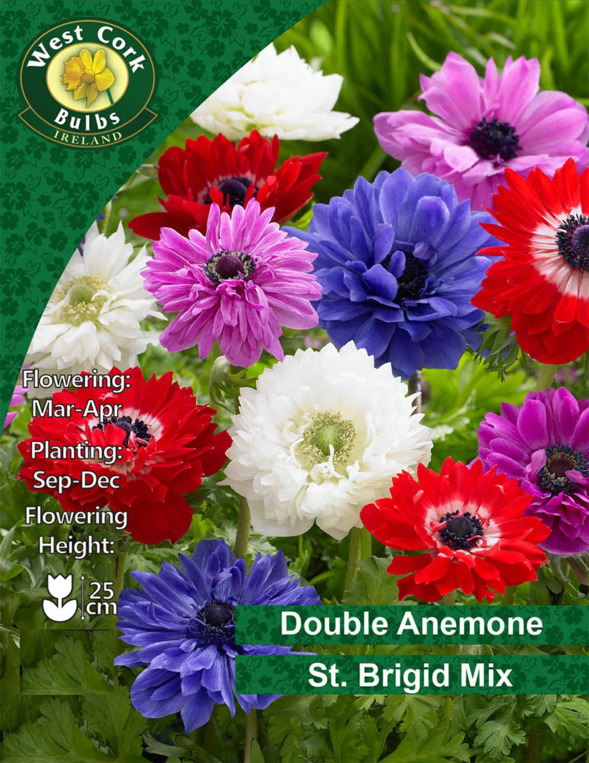 St. Brigid Mixed Anemone Flower Bulbs Ireland Small Or Bulk Packs