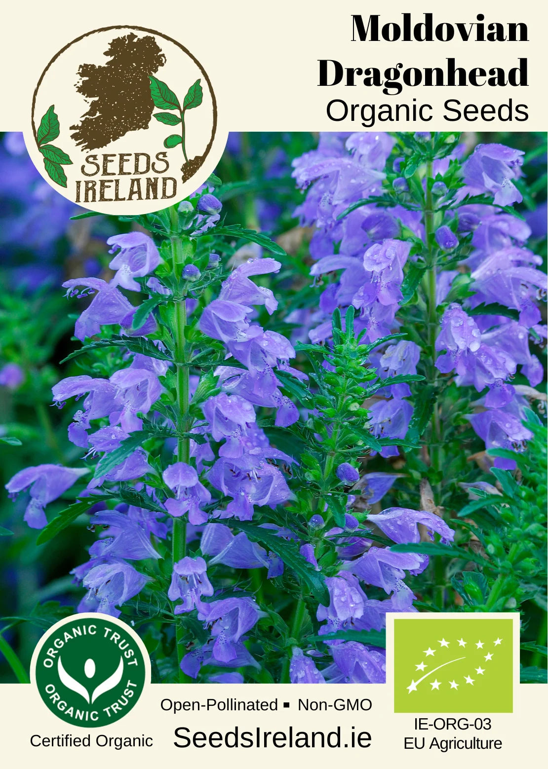 Moldavian Dragonhead Organic Seed