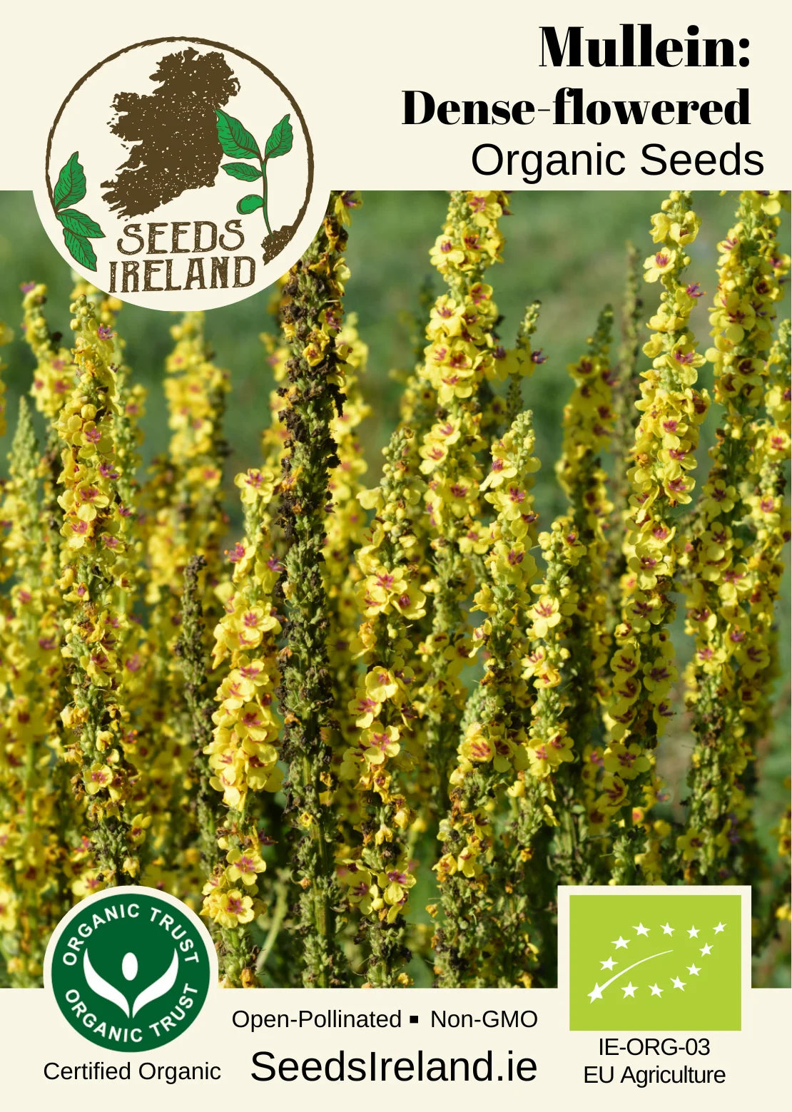 Mullein: Dense-flowered Organic Seed