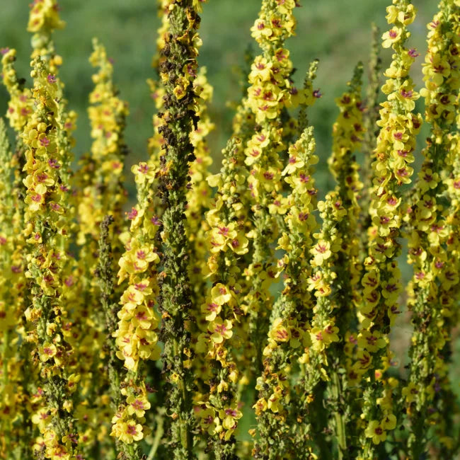 Mullein Dense flower
