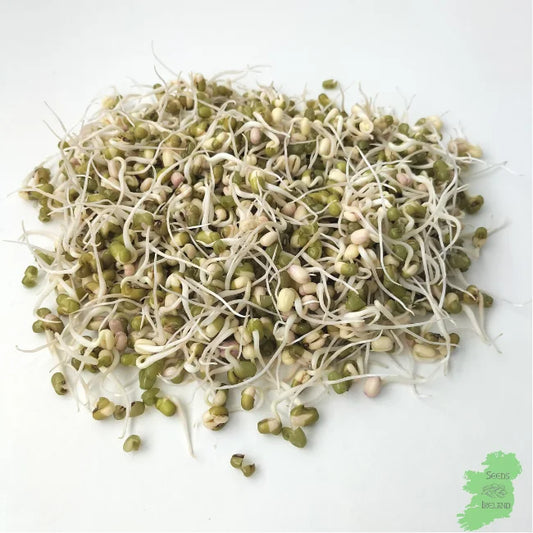 Mung Bean Sprouts