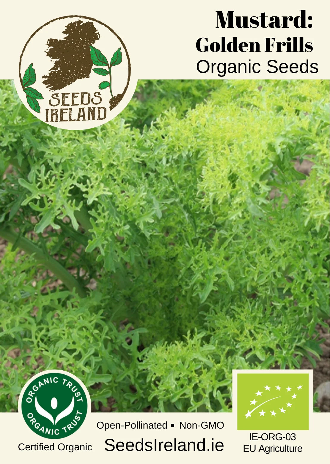 Senf: Golden Frills Bio-Samen