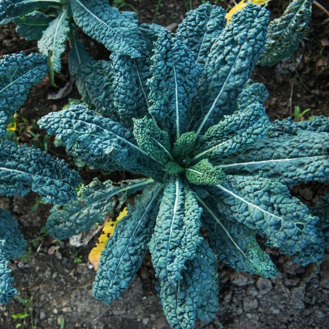 Nerodi Toscana Kale