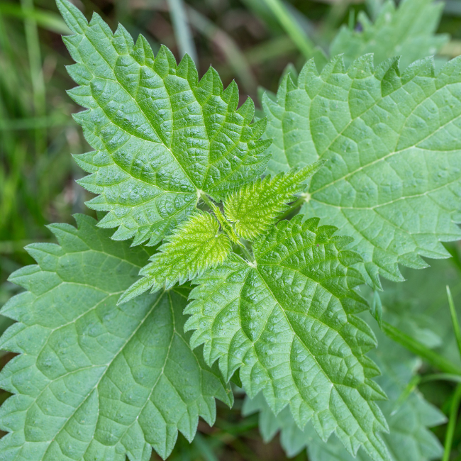 Nettle Organic Seed