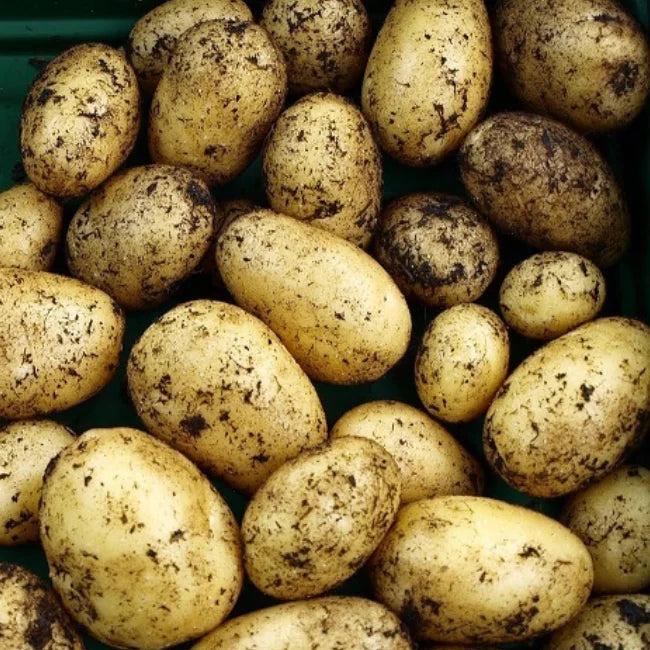 Seed Potatoes: Nicola - Autumn Planting For Christmas Harvest