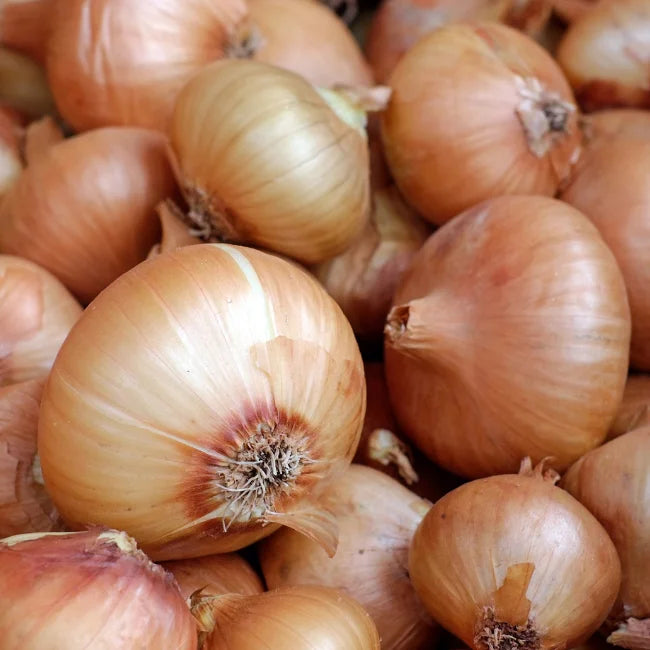 Stuttgarter Zwiebelsamen Irland | Bio-Gemsesamen  Seeds Ireland