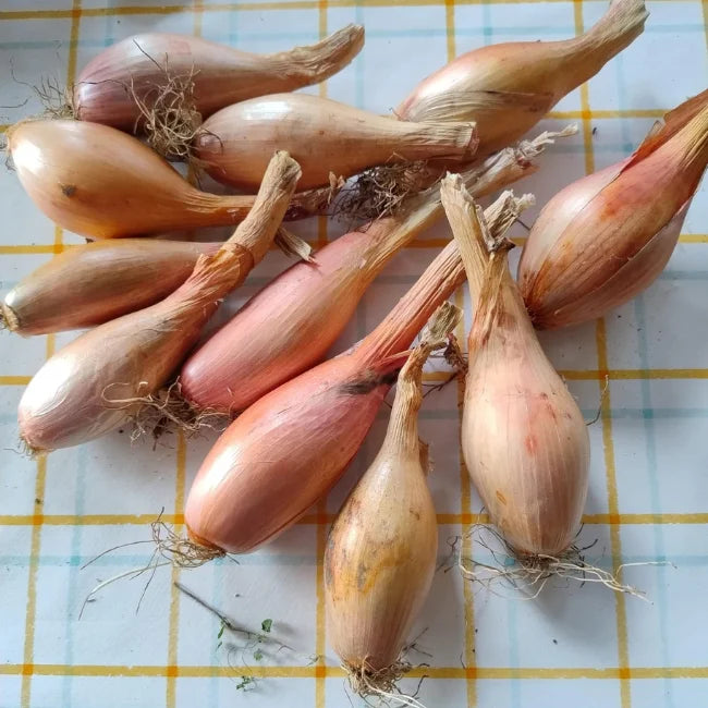 Shallot: Zebrune Conventional Seed