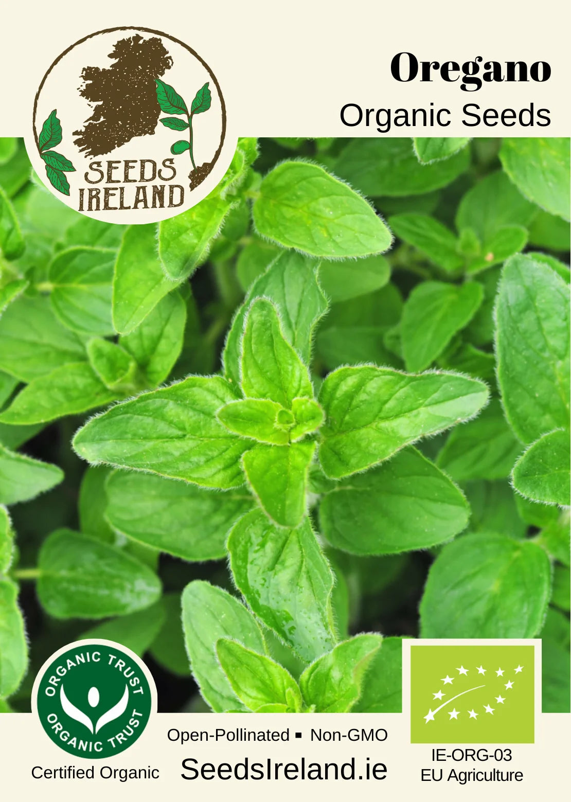 Oregano Organic Seed