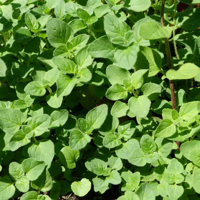 Oregano Common