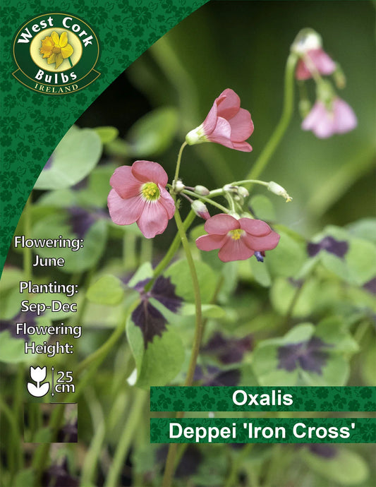 Oxalis