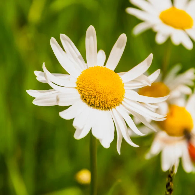 planting oxeye daisy seeds Oxeye Daisy Seeds Ireland
