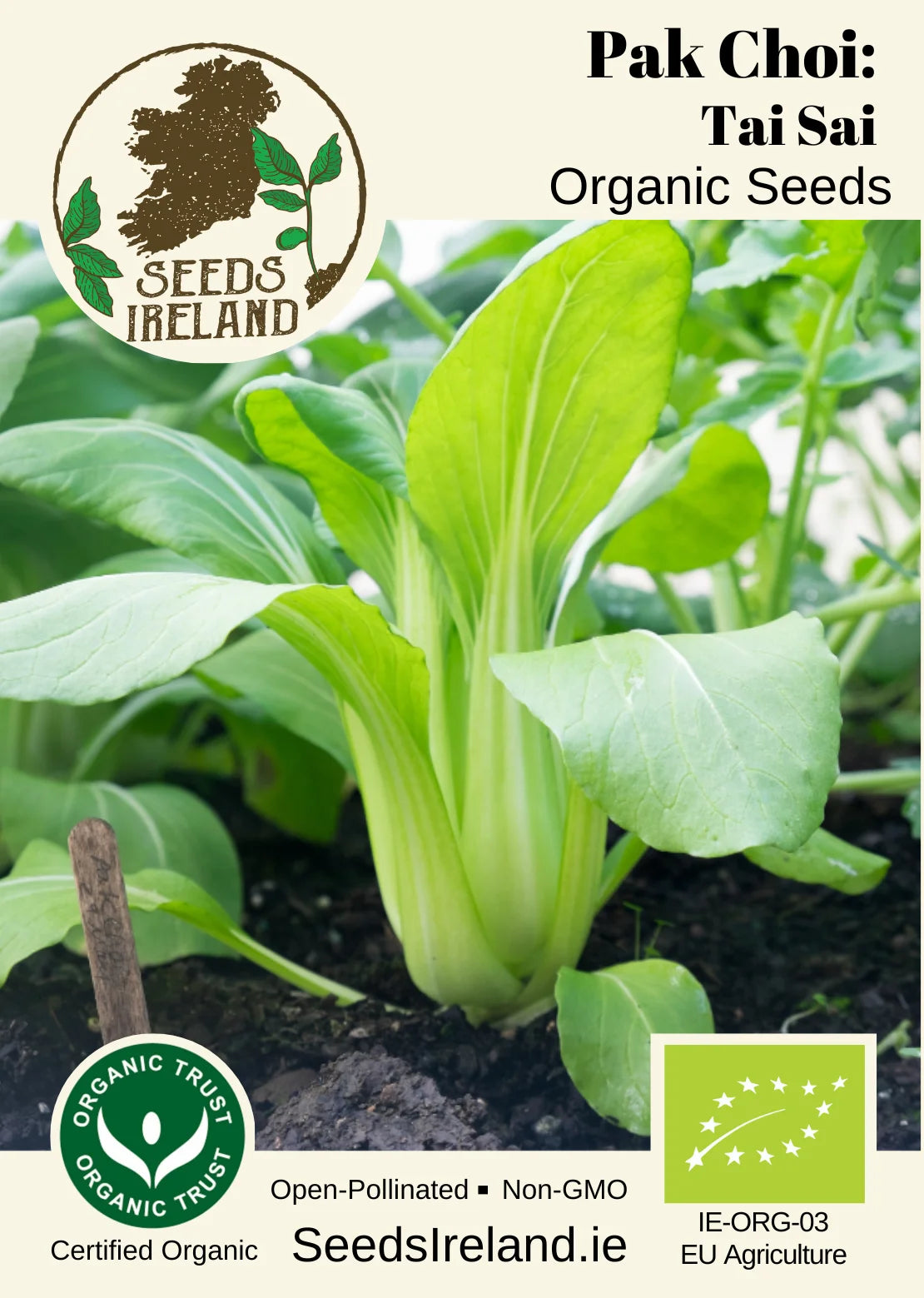 Pak Choi: Tai Sai Organic Seed