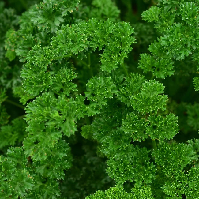 Parsley Moss Curled Square