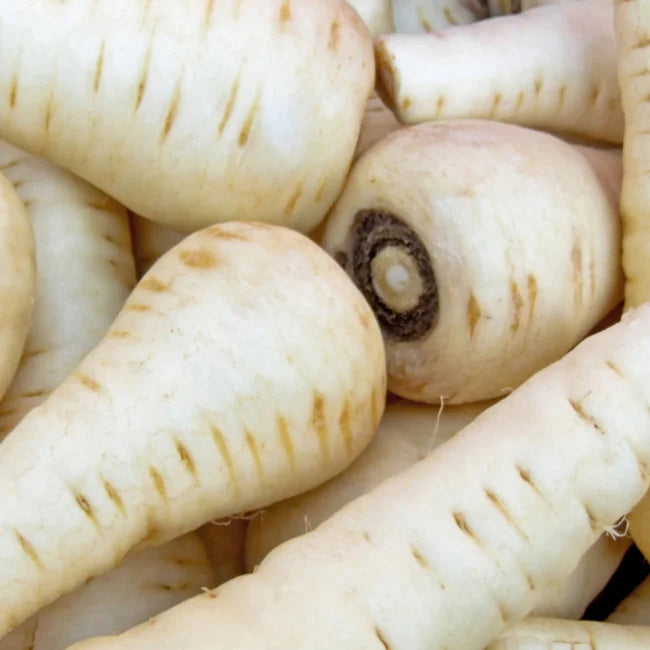Parsnip Tender and True Square