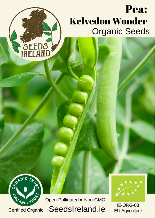 Pea: Kelvedon Wonder Organic Seed