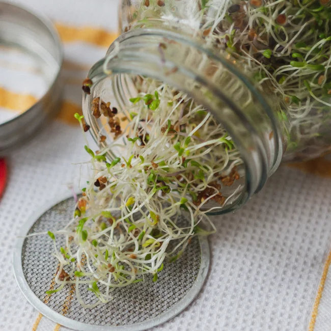 Pearl Jar with Sprouts