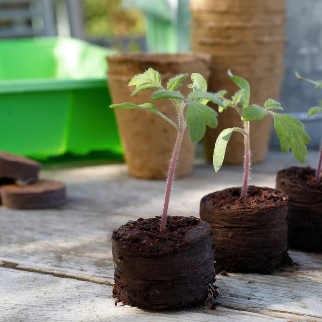 Peat Free Compost Growing Discs