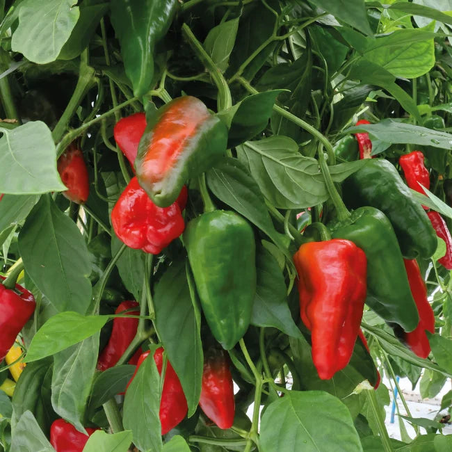 Pepper: Padrón Organic Seed