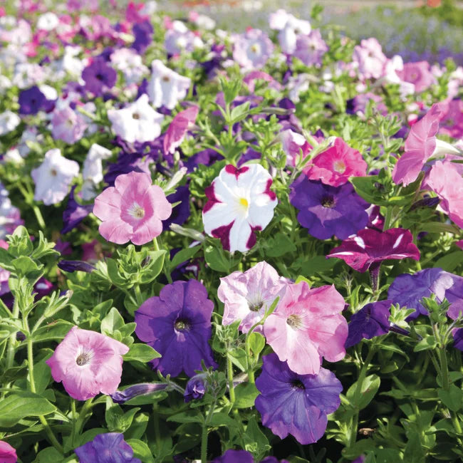 Petunia: Dwarf Mixed Conventional Seed