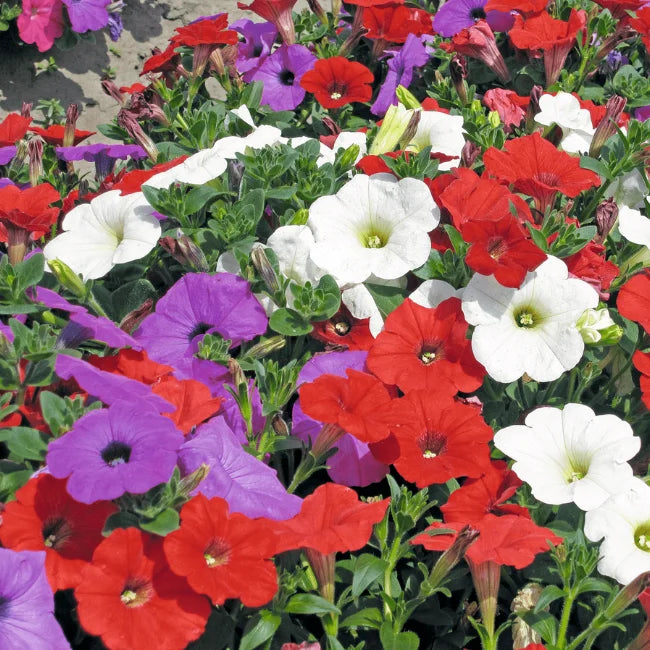 Petunia: Trailing Pendula Mixed Conventional Seed