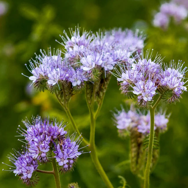 Bio-Phacelia-Samen Irland
