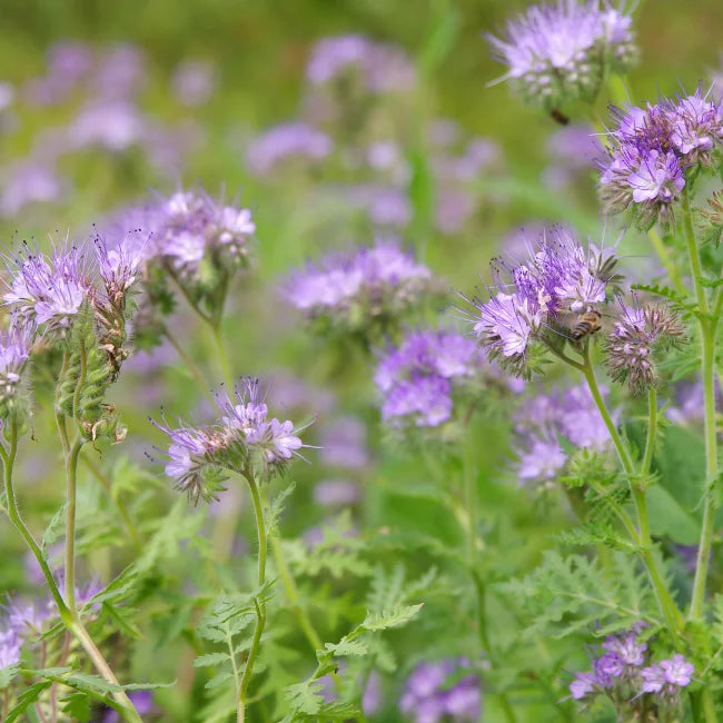 Phacelia
