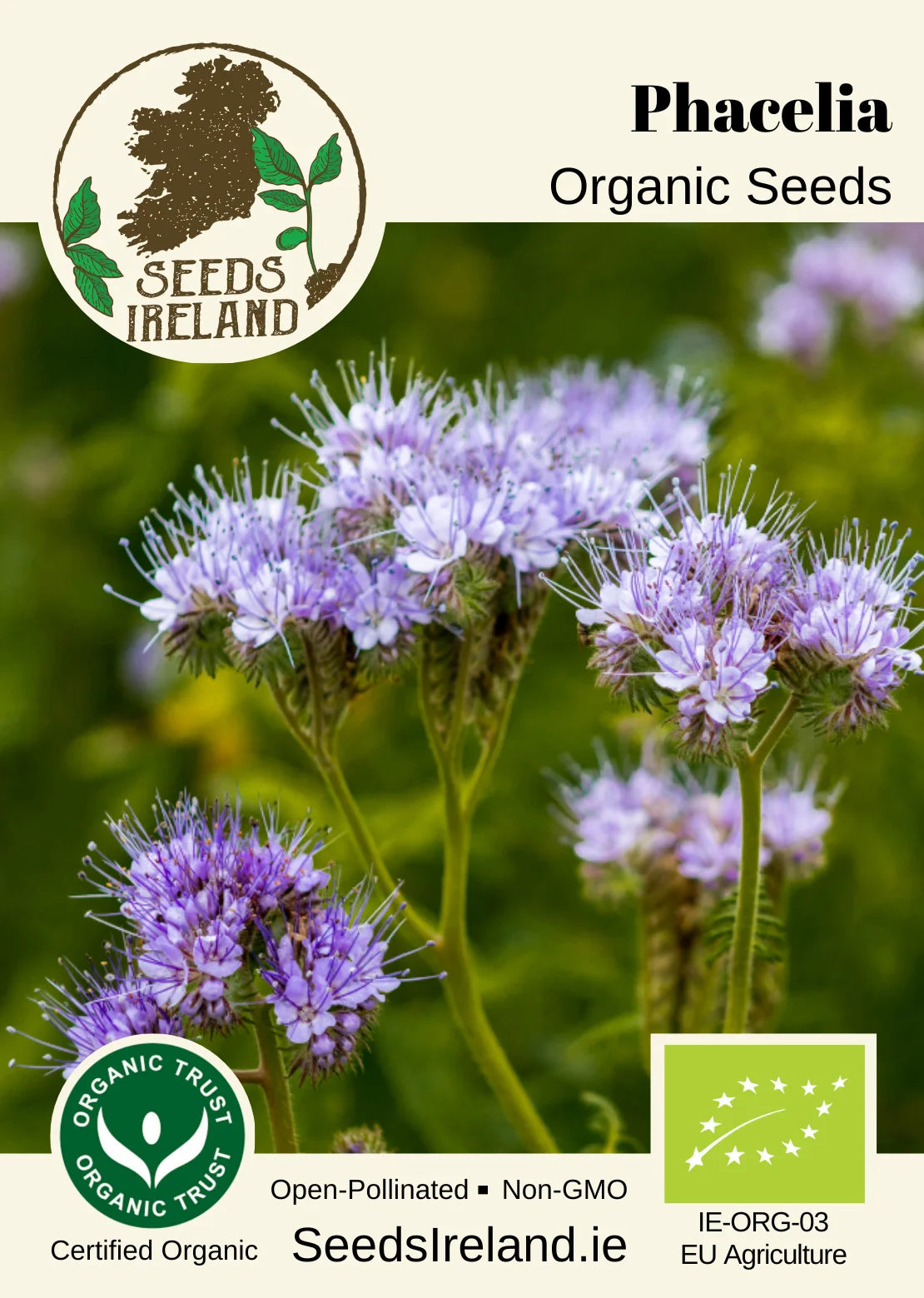 Phacelia Organic Seed