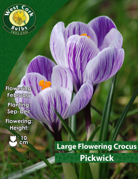 Crocus Bulbs: Large Flowering Pickwick