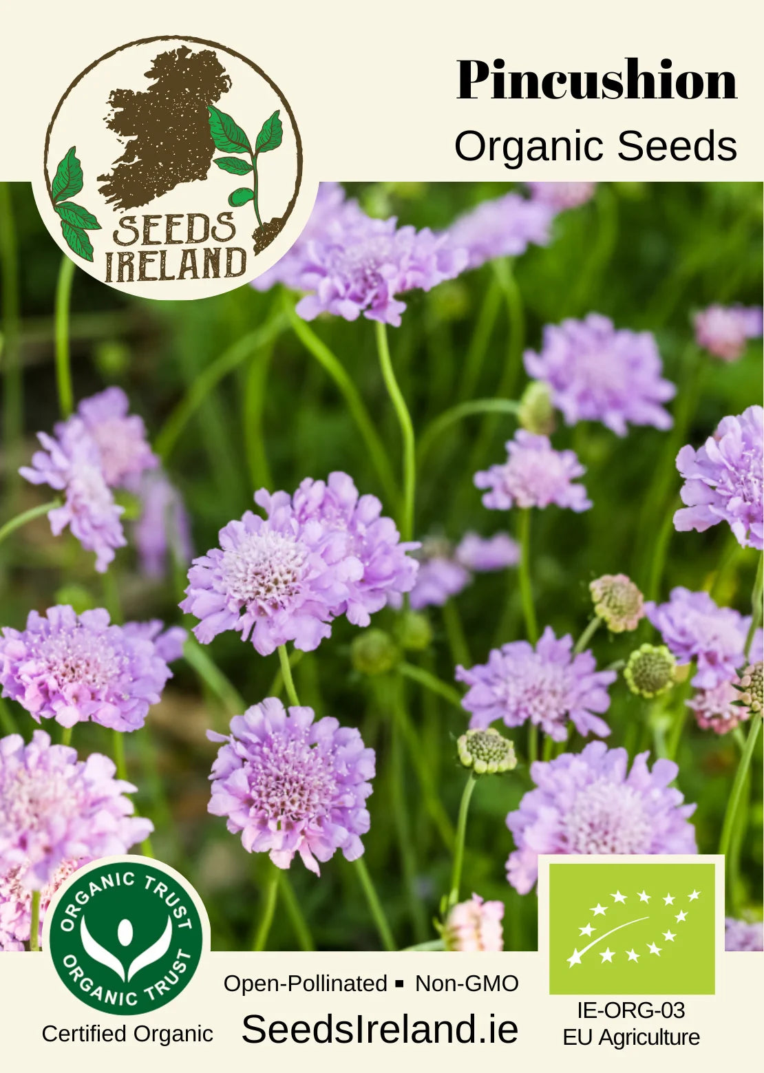 Pincushion Flower Organic Seed