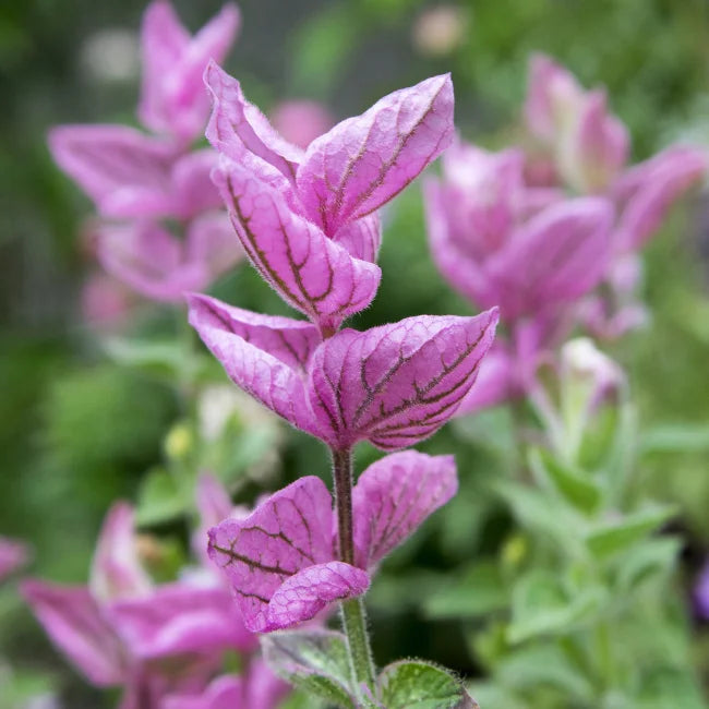 Pink Annual Sage