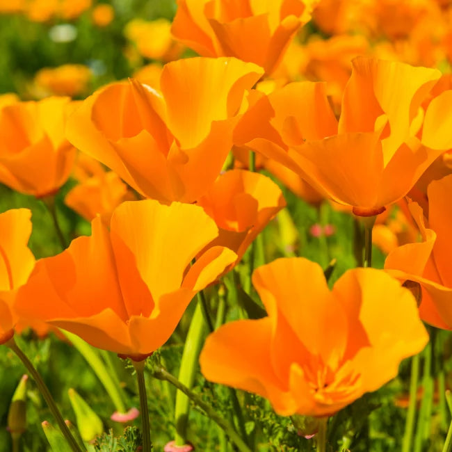 Poppy California